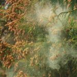 郡山市で花粉症治療！舌下免疫療法が受けられる病院特集