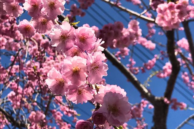 郡山周辺で見れる桜スポット7選｜地元で知られる桜の名所