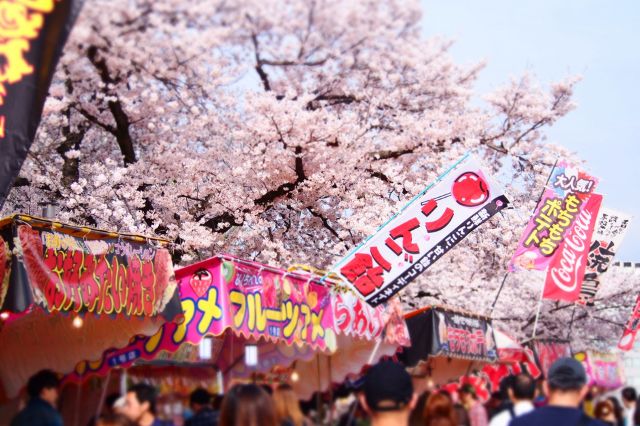桜と屋台